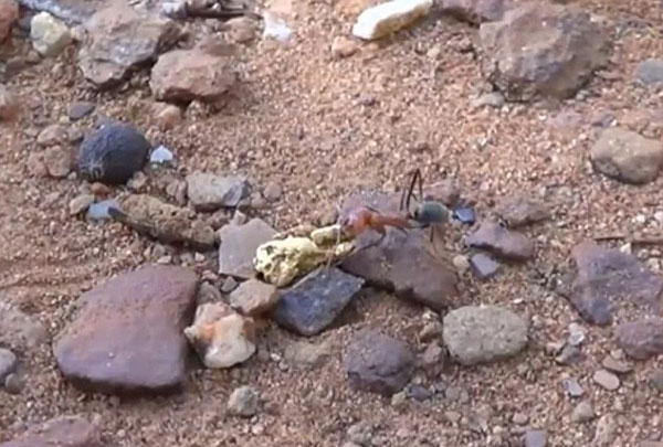 澳大利亚蚂蚁偷寻宝者找到的金块