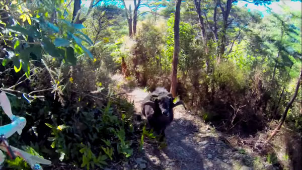 ������һֻ�������ġ���ŭ����Ϊ�Է�ʱ�����ŷ�ŭ�����䡱���˻�