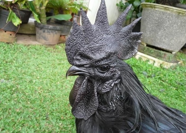 �������ڼ������͸񣬼�ֵ���ơ�