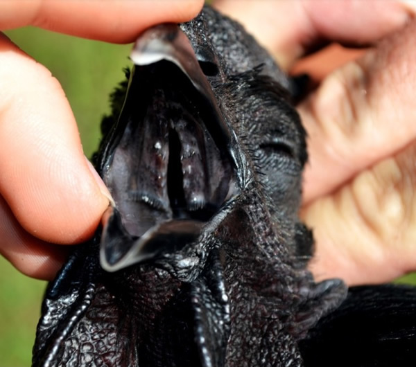 �������ڼ�����ͷ��ǻȫ�Ǻ�ɫ��