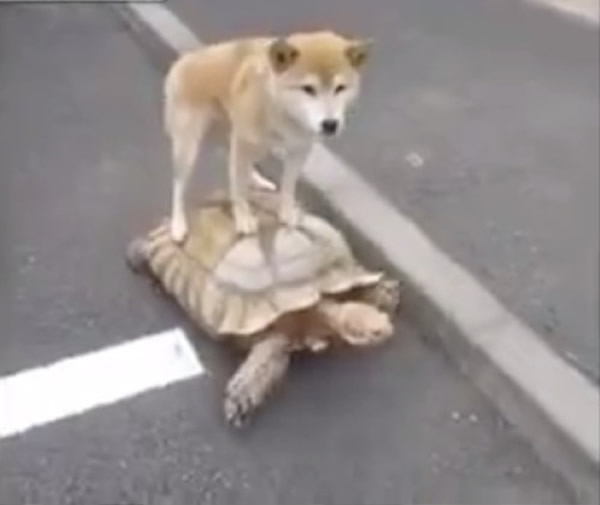 日本一只柴犬站在大乌龟背上搭“顺风车”
