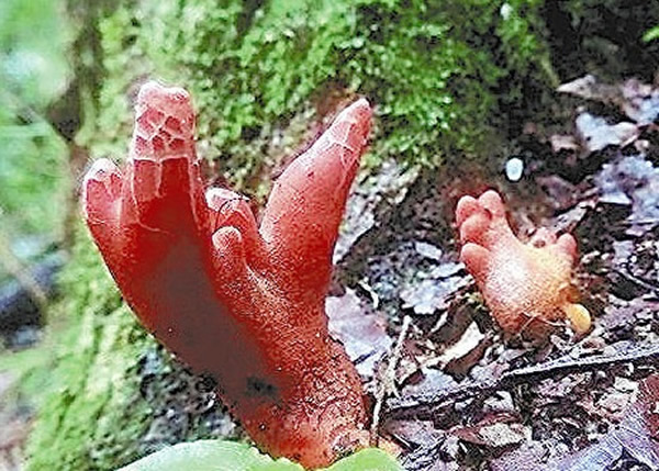 日本山形奈良两县发现剧毒蘑菇“Kaentake”