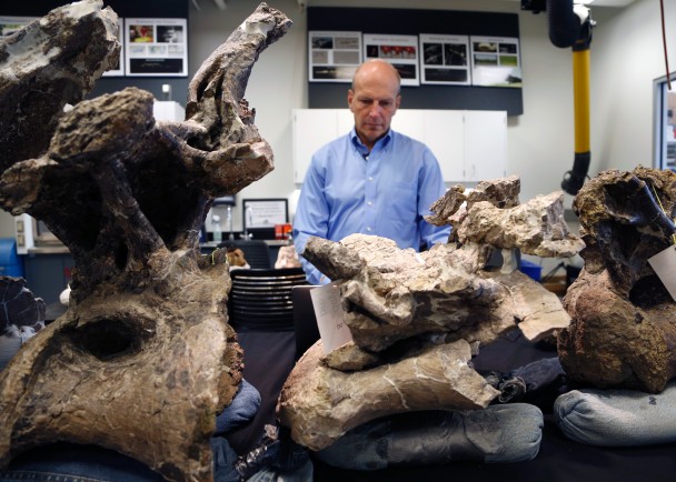 阿根廷巴塔哥尼亚区南部发现一具巨型恐龙化石“无畏龙”Dreadnoughtus schrani