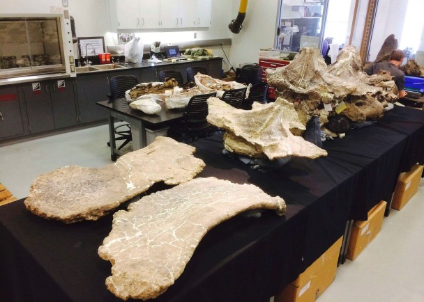 阿根廷巴塔哥尼亚区南部发现一具巨型恐龙化石“无畏龙”Dreadnoughtus schrani