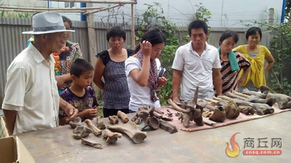 商丘市柘城县村民从50米地下挖出大量动物骨骼化石