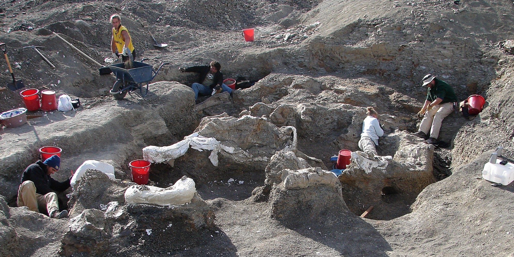 ʩ����η��Dreadnoughtus schrani��ʯ