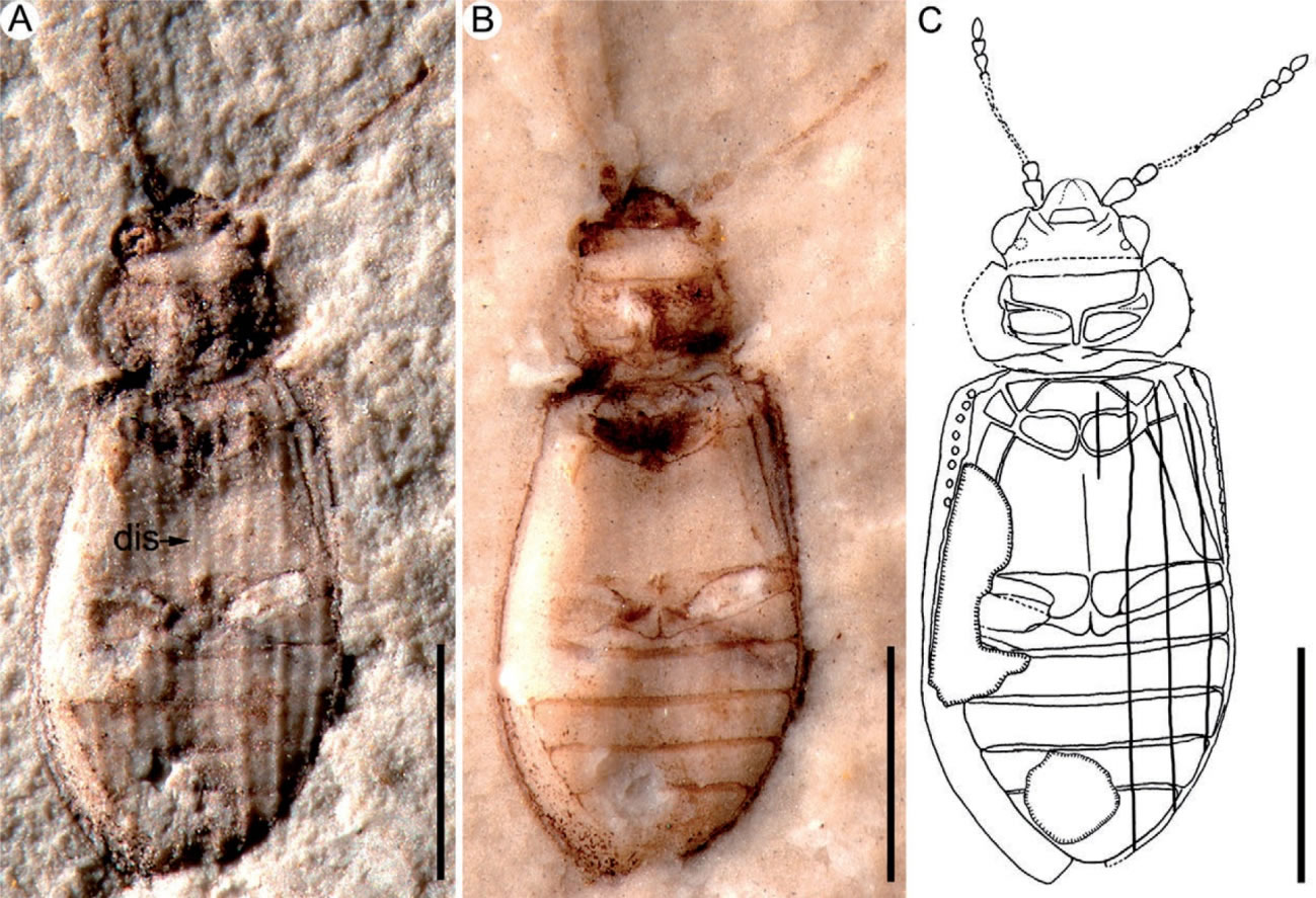 中生代伪郭公虫化石