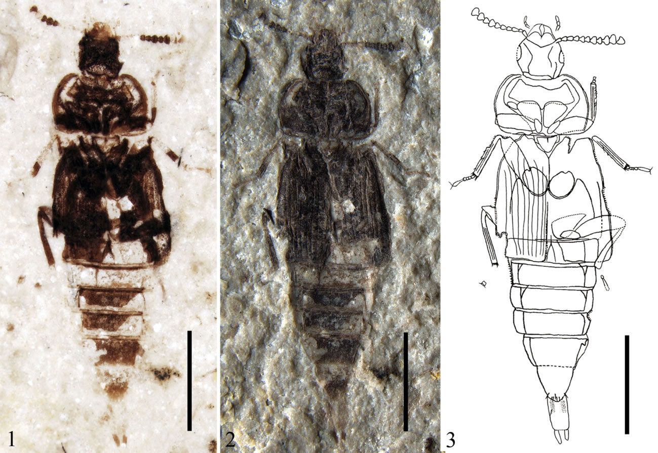 原始侏罗纪隐翅虫