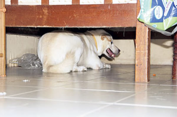 马来西亚忠犬火灾中不离不弃守护瘫痪主人