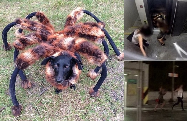 ����(��)�����Ͼ���֩��װ����ҹ������;�ˡ�