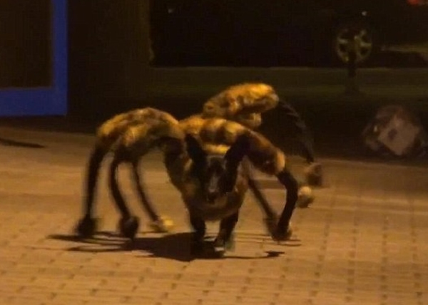 �ں�ҹ�����ȷ������Ѹ�ٱ��������һֻ����