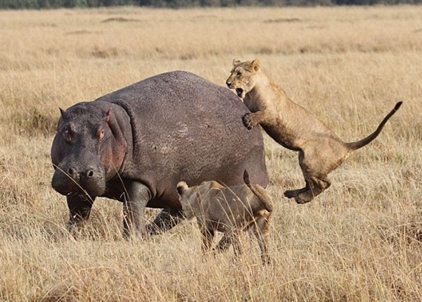 ʨ��Ⱥ�𹥻�����