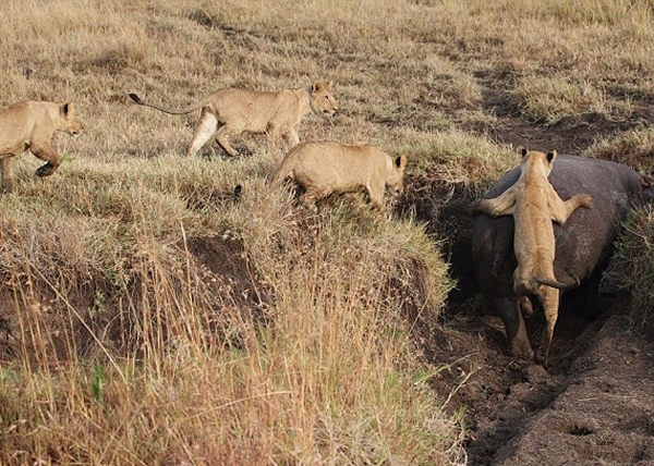 ������ʨ���ȵõ���һ����Ţ