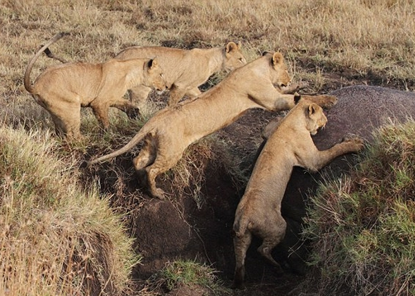 ʨ����׷���ᣬ���Ϻ���������