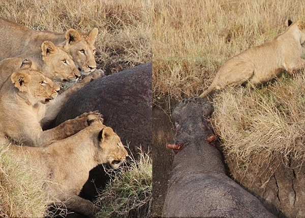 ʨ����Ժ����ĺ�Ƥ�Ե������޲ߣ���������������