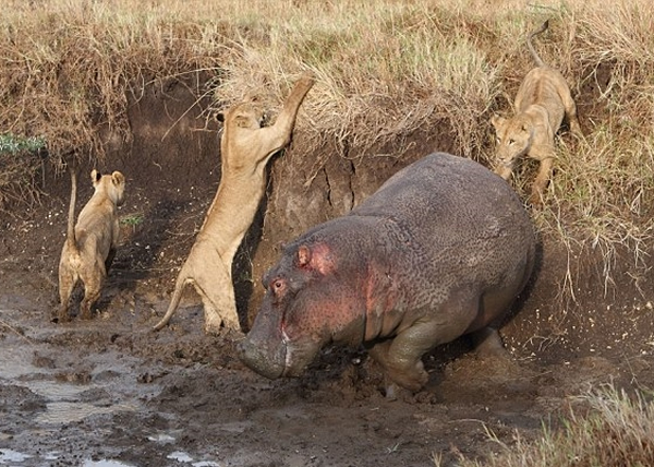 ����Ţ�У�ʨ�ӵĶ��������Ϊ��׾��