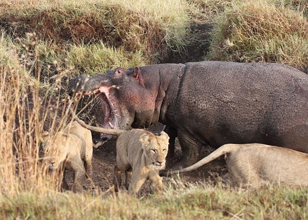 �����հ�ʨ�����ˣ��ܹ���Ϊʨ�ӵ����͡�