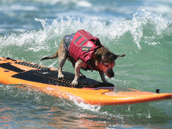 2013��9��29�գ�һֻ���������ڼ��ݺ�ͤ�ٺ�̲�ٰ�ĵ���칷�����˱����еĳ���Ӣ�ˡ� Photograph by Frederic J. Brown, AF