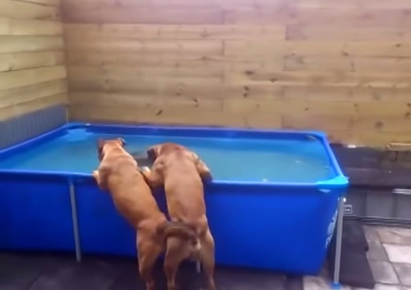 2ֻ��ţȮ�����޼䣬һ���ˮ�׵���̥ҧ����