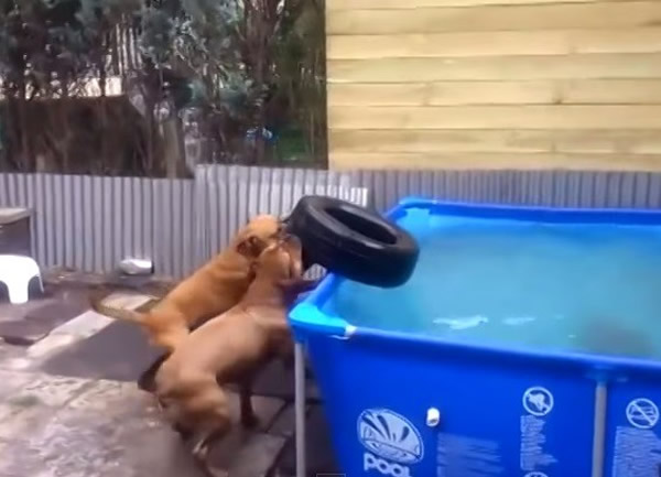 ����ͬ��Э������ҧ���İ������