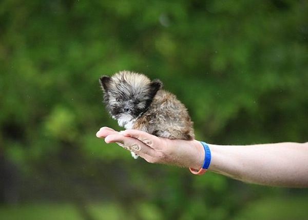 ̩�������˵����ƻ�С