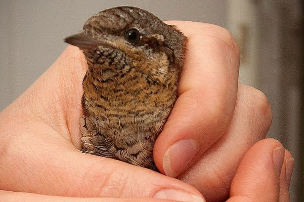 鸫鵛获救时并无大碍,但其后似是失去生存意志而死。