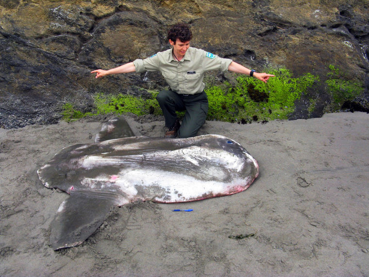 ����һȺҰӪ��С����ɳ̲�Ϸ��ֳ���2�׵ľ��ͷ�����ʬ��