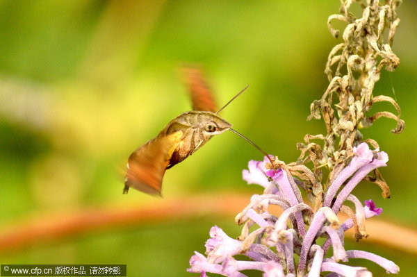 湖南发现昆虫界“四不像”蜂鸟鹰蛾