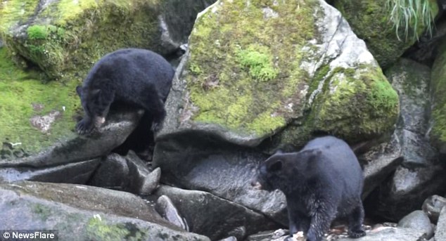 德国游客在美国大南溪游玩时发现一只为抓鱼卡在岩石中间的大黑熊