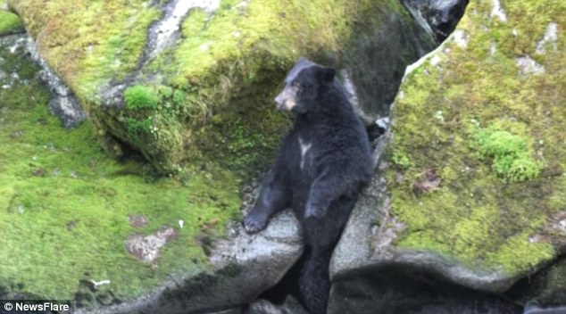 德国游客在美国大南溪游玩时发现一只为抓鱼卡在岩石中间的大黑熊