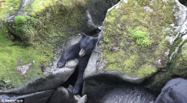 德国游客在美国大南溪游玩时发现一只为抓鱼卡在岩石中间的大黑熊