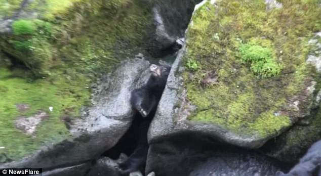 德国游客在美国大南溪游玩时发现一只为抓鱼卡在岩石中间的大黑熊