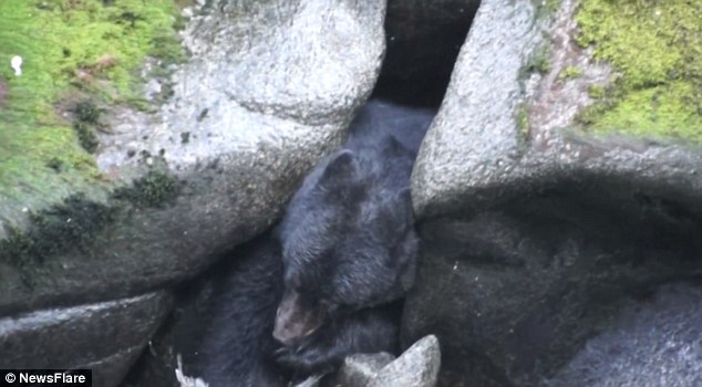 德国游客在美国大南溪游玩时发现一只为抓鱼卡在岩石中间的大黑熊