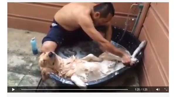 泰国黄金猎犬休闲享受主人的洗澡服务