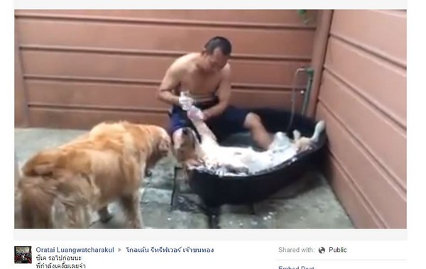 泰国黄金猎犬休闲享受主人的洗澡服务