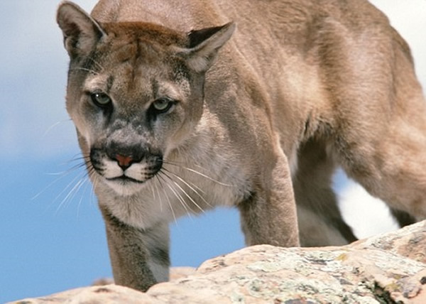 美国加州6岁男童被一只美洲狮袭击