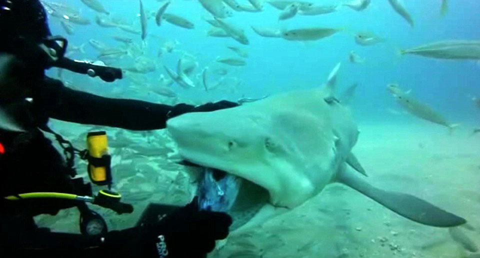 ����Ǳˮ��Ǳ�������ﺣ�������Ĵ����󺣵������ͻ������ܽӴ�