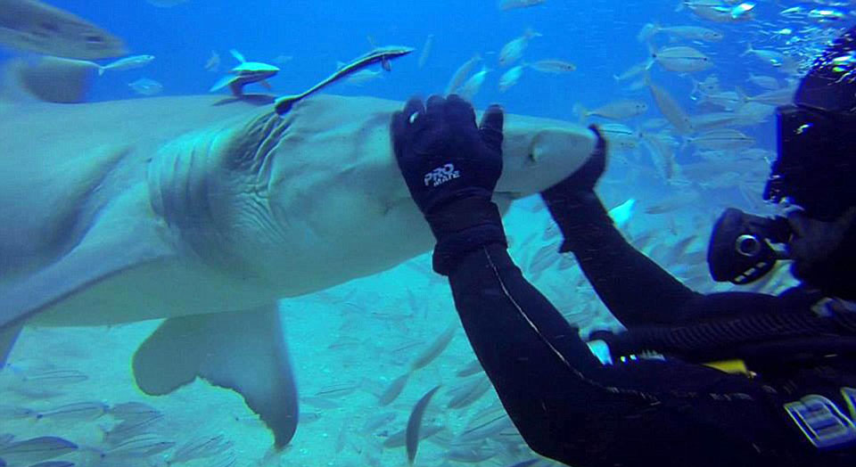 ����Ǳˮ��Ǳ�������ﺣ�������Ĵ����󺣵������ͻ������ܽӴ�