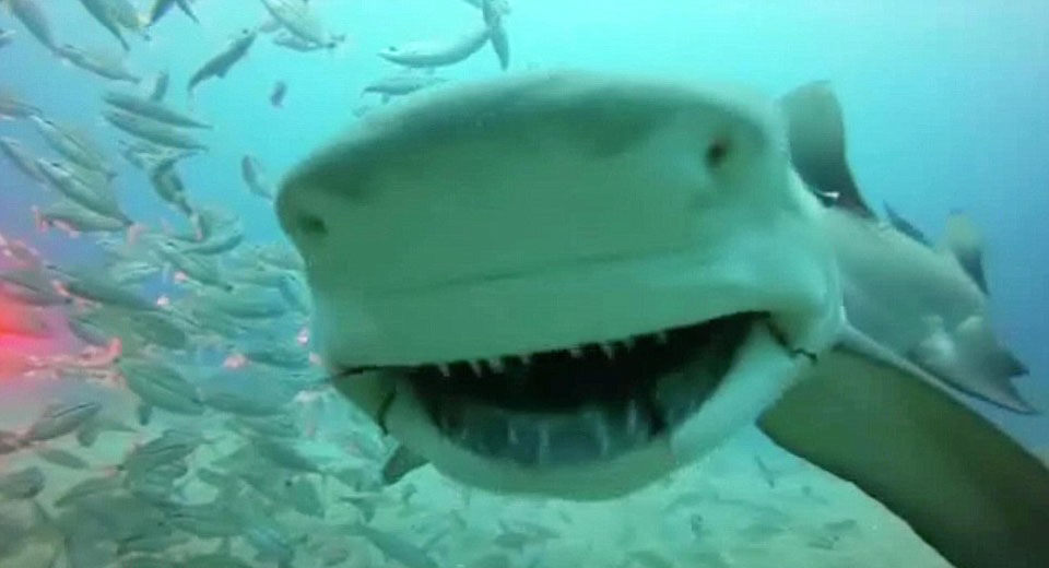 ����Ǳˮ��Ǳ�������ﺣ�������Ĵ����󺣵������ͻ������ܽӴ�