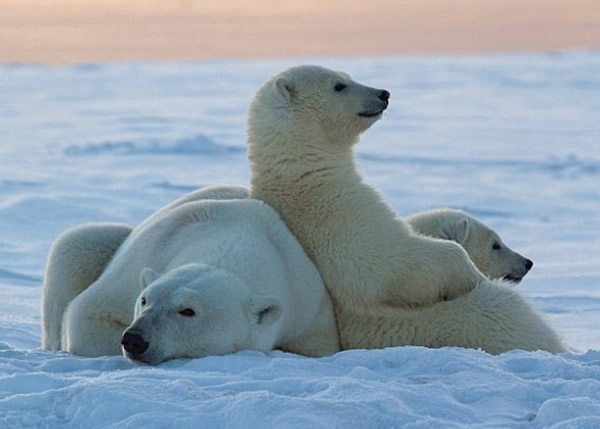 加拿大研究北极圈30年的生物学家指出:并无可靠证据显示北极熊数量下降