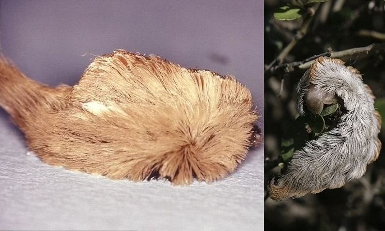 ��������ͷ����ë�����ؾ綾����