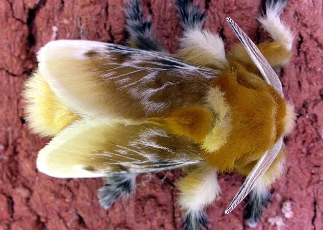 ë����ɡ���̬�����̺󣬻����޺����Ϸ��޶ꡣ