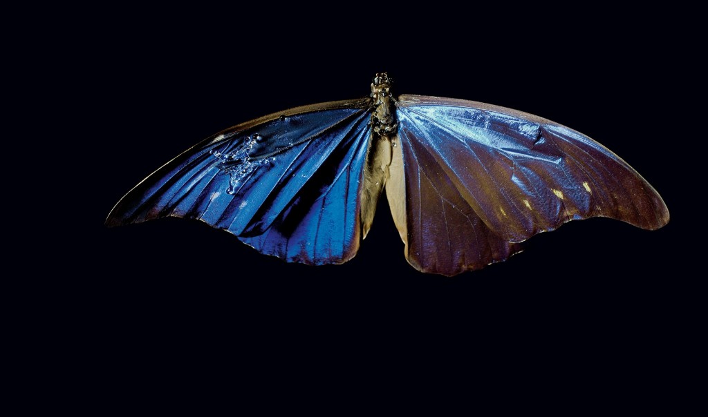 蝴蝶的翅膀排水效能太好 成未来打造飞机的模范