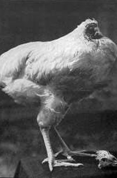 ����һֻ��ն��ͷ������Ȼ������18���µĹ�����