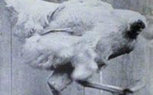 ����һֻ��ն��ͷ������Ȼ������18���µĹ�����