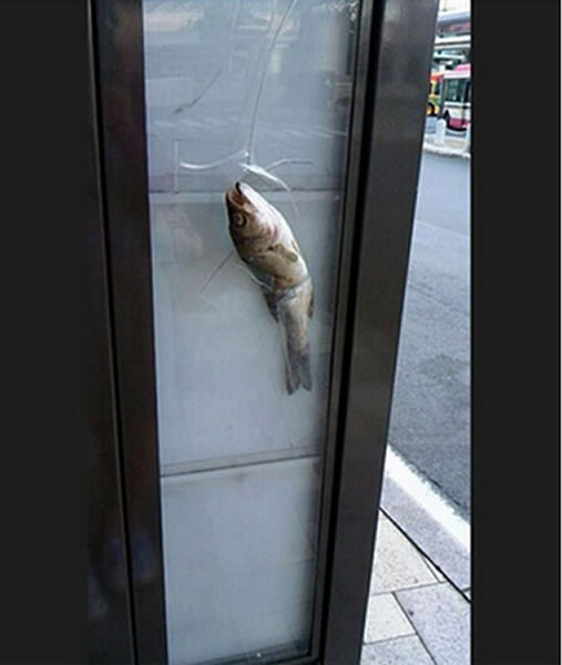 日本公车站惊现奇特光景 一条鱼被插进挡板