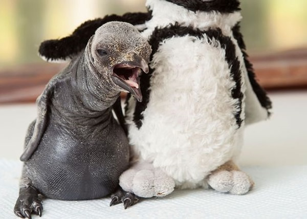 园方人员为小企鹅找来一只企鹅毛公仔作伴