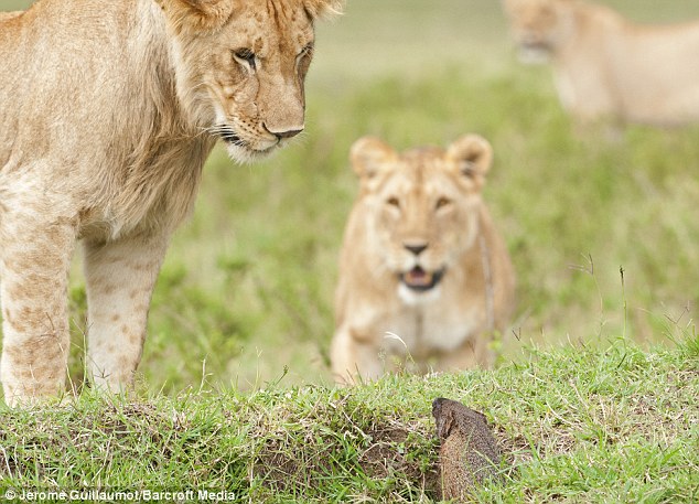 ����B��ս��ֻ����ʨ