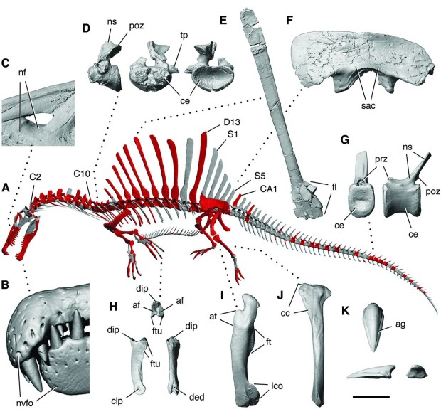 新化石揭示埃及棘龙游泳能力极好