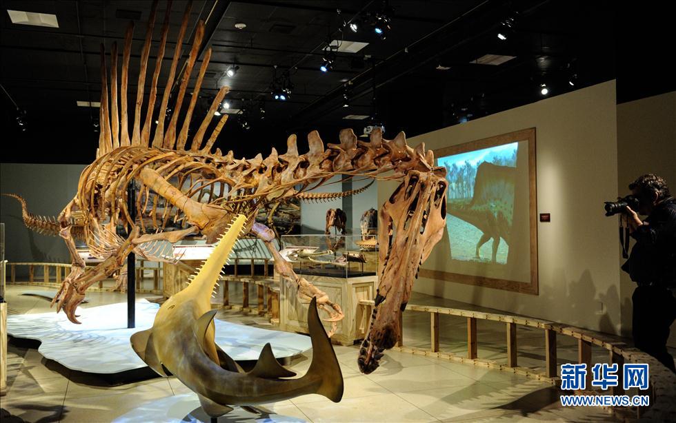 9月11日,在美国首都华盛顿,埃及棘龙复原模型在国家地理博物馆展出。